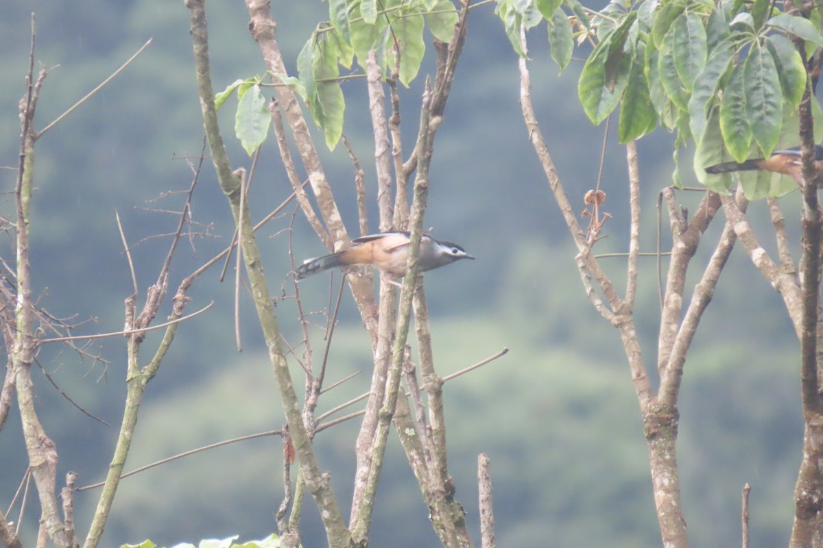 White-eared Sibia - ML620491067