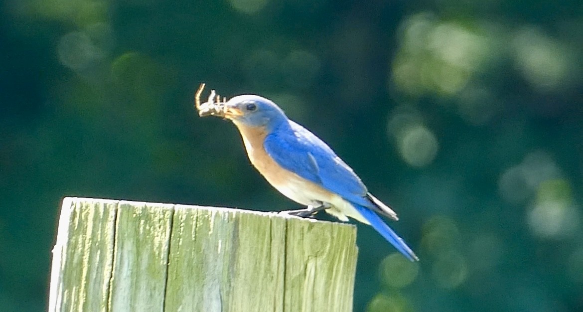 Eastern Bluebird - ML620491071