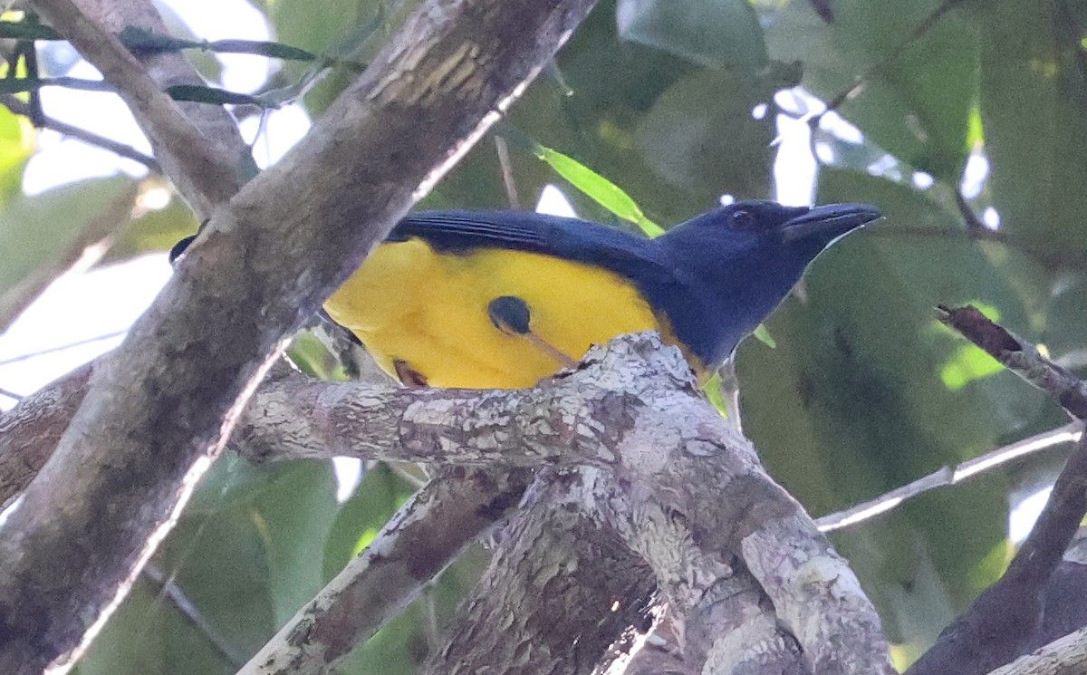 Blue-backed Tanager - ML620491073