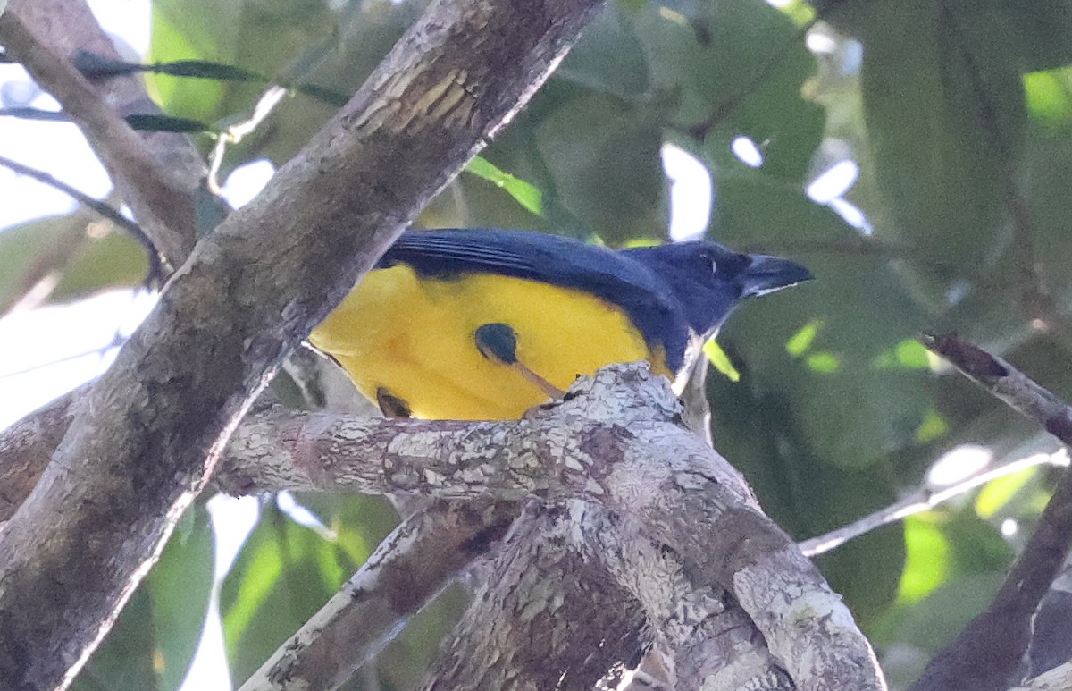 Blue-backed Tanager - ML620491074