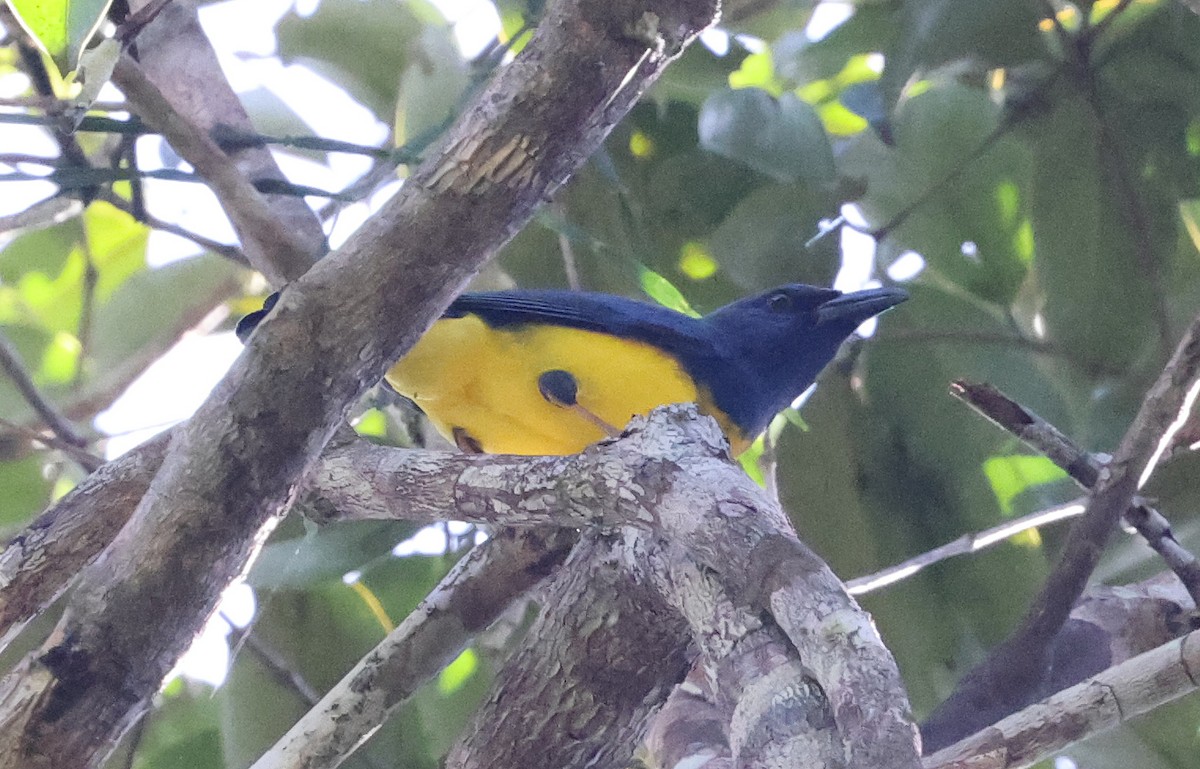 Blue-backed Tanager - ML620491075