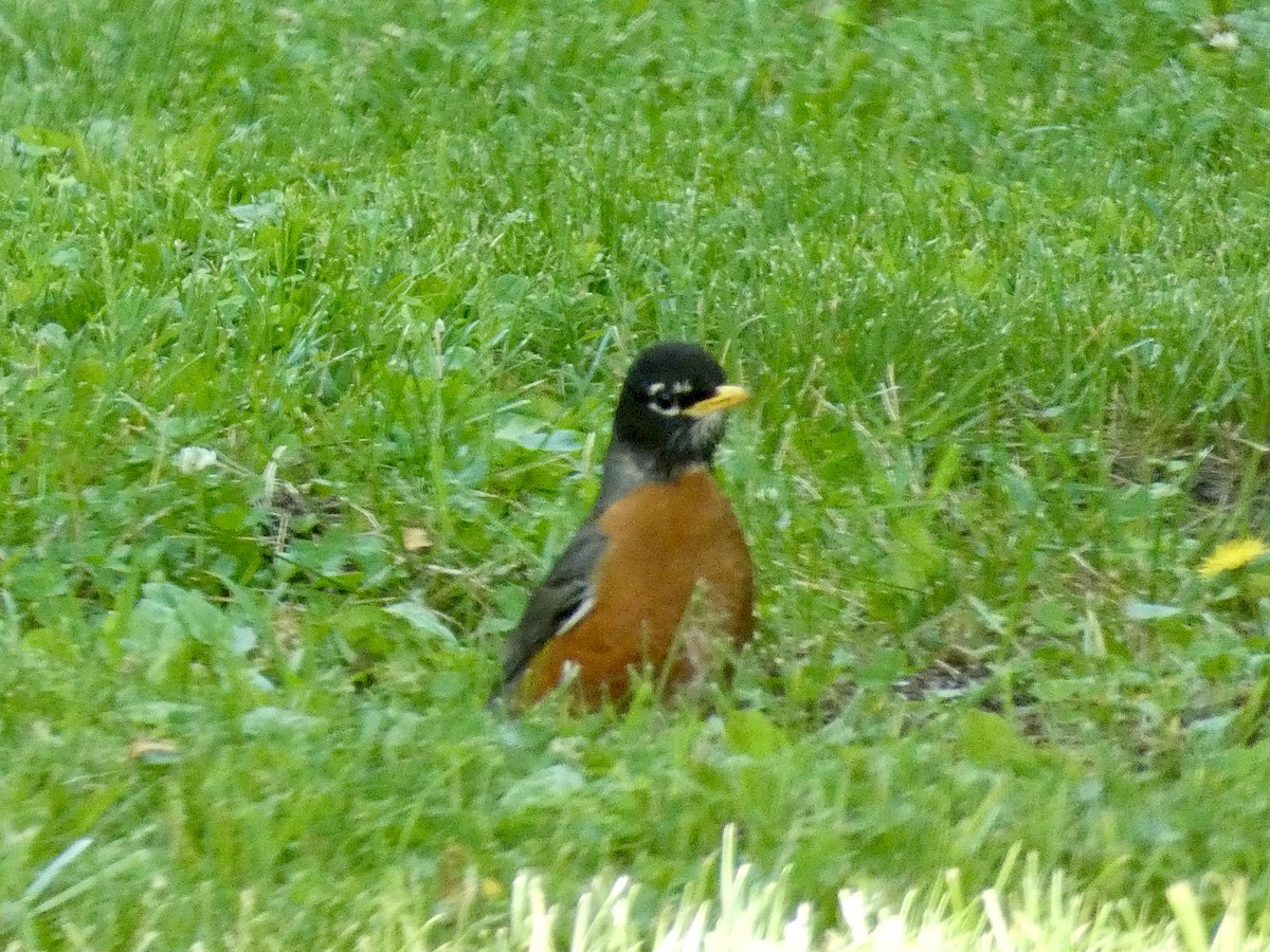 American Robin - ML620491076