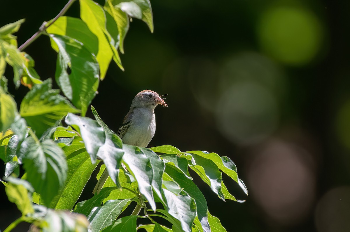 Field Sparrow - ML620491077