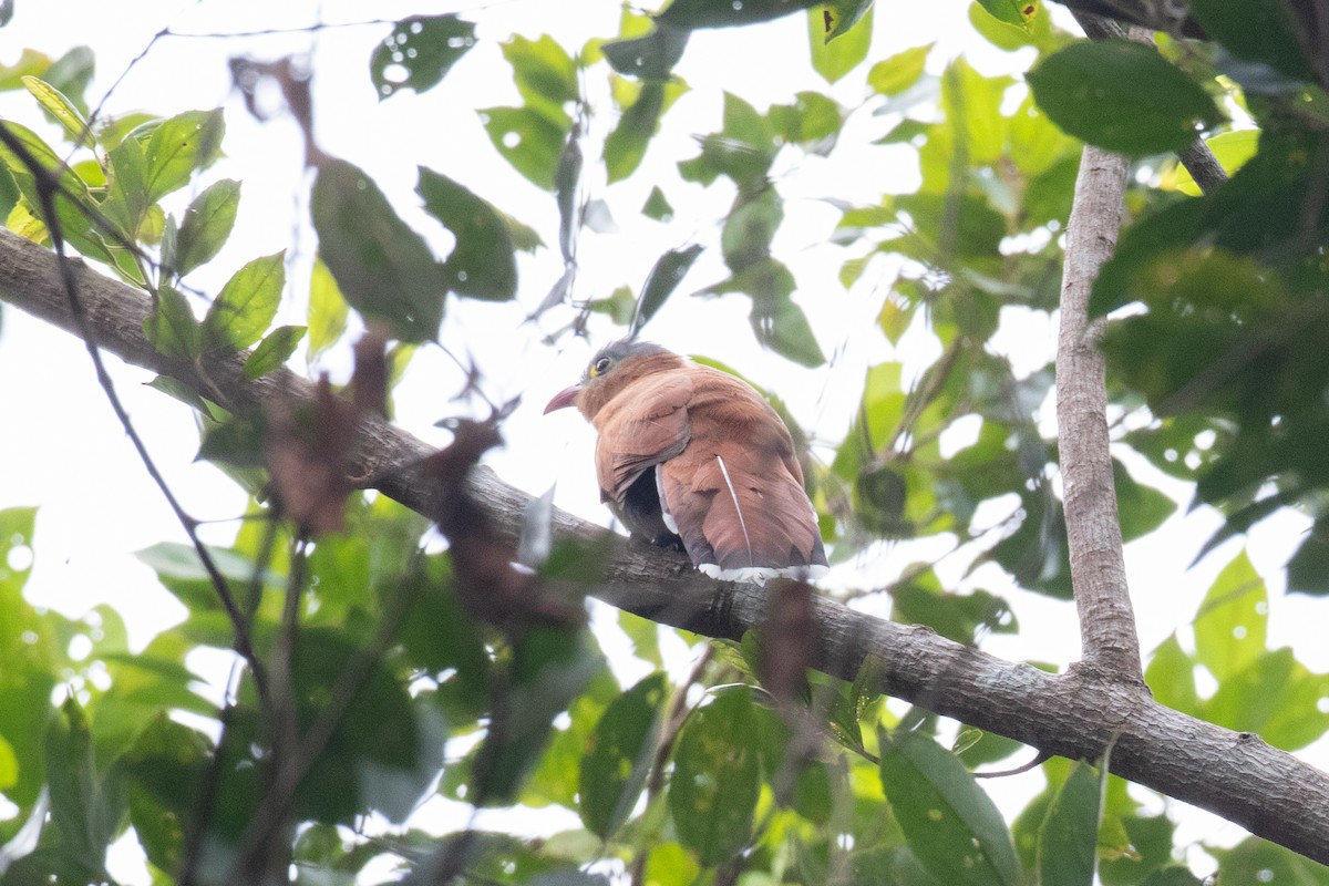 Black-bellied Cuckoo - ML620491078