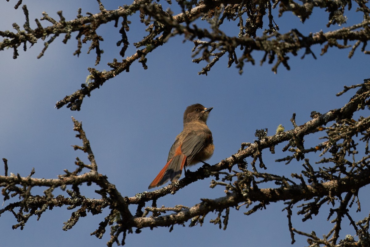 Siberian Jay - ML620491080