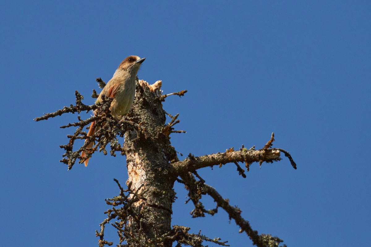 Siberian Jay - ML620491081