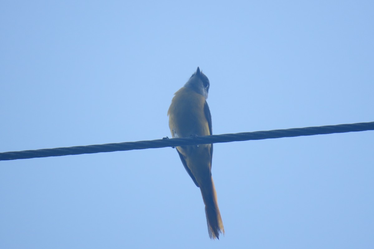 Gray-chinned Minivet - ML620491084