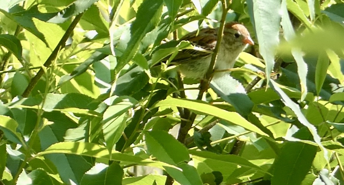 Field Sparrow - ML620491088