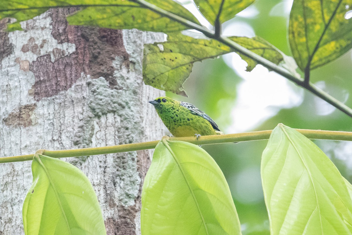 Yellow-bellied Tanager - ML620491090