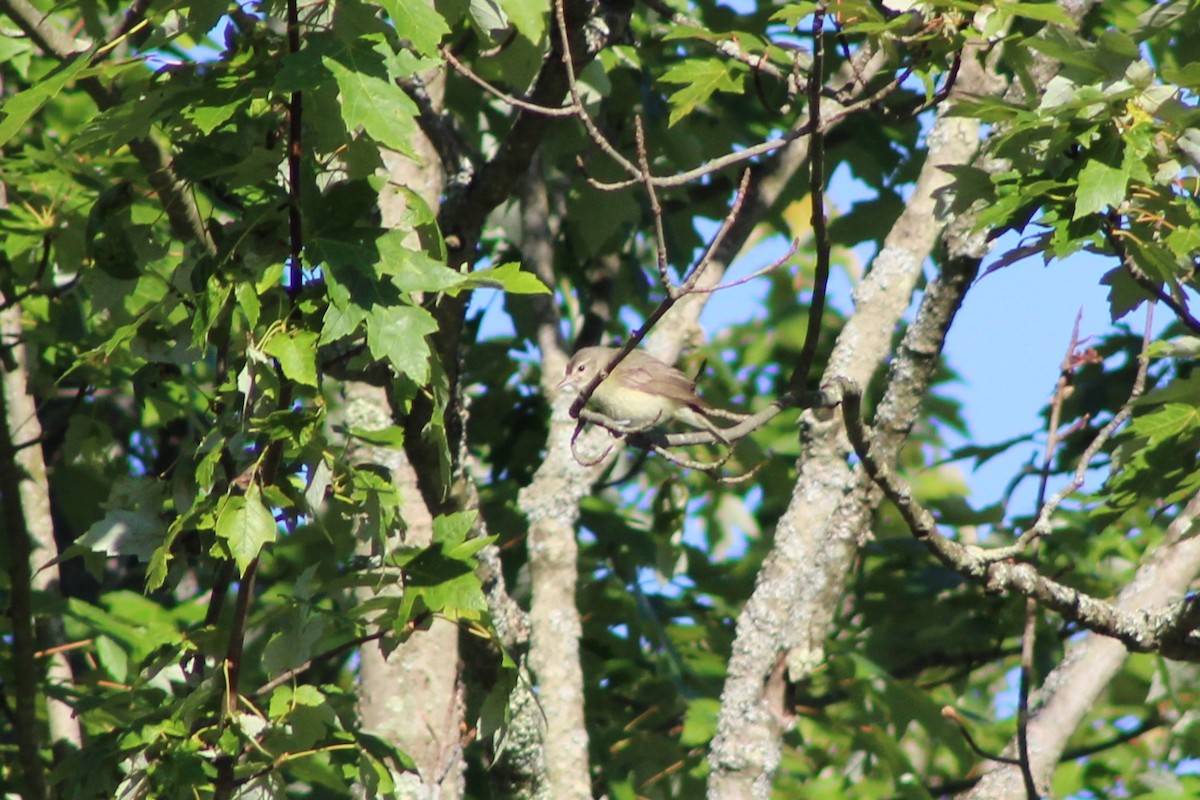 Warbling Vireo - ML620491091