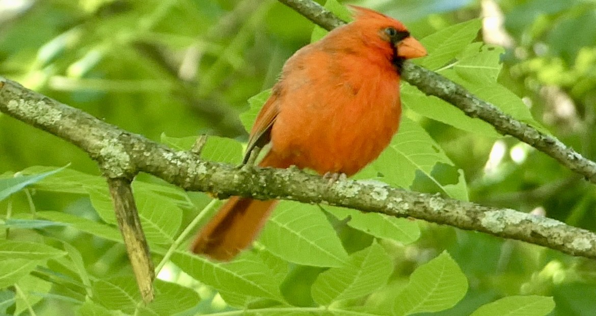 Northern Cardinal - ML620491098