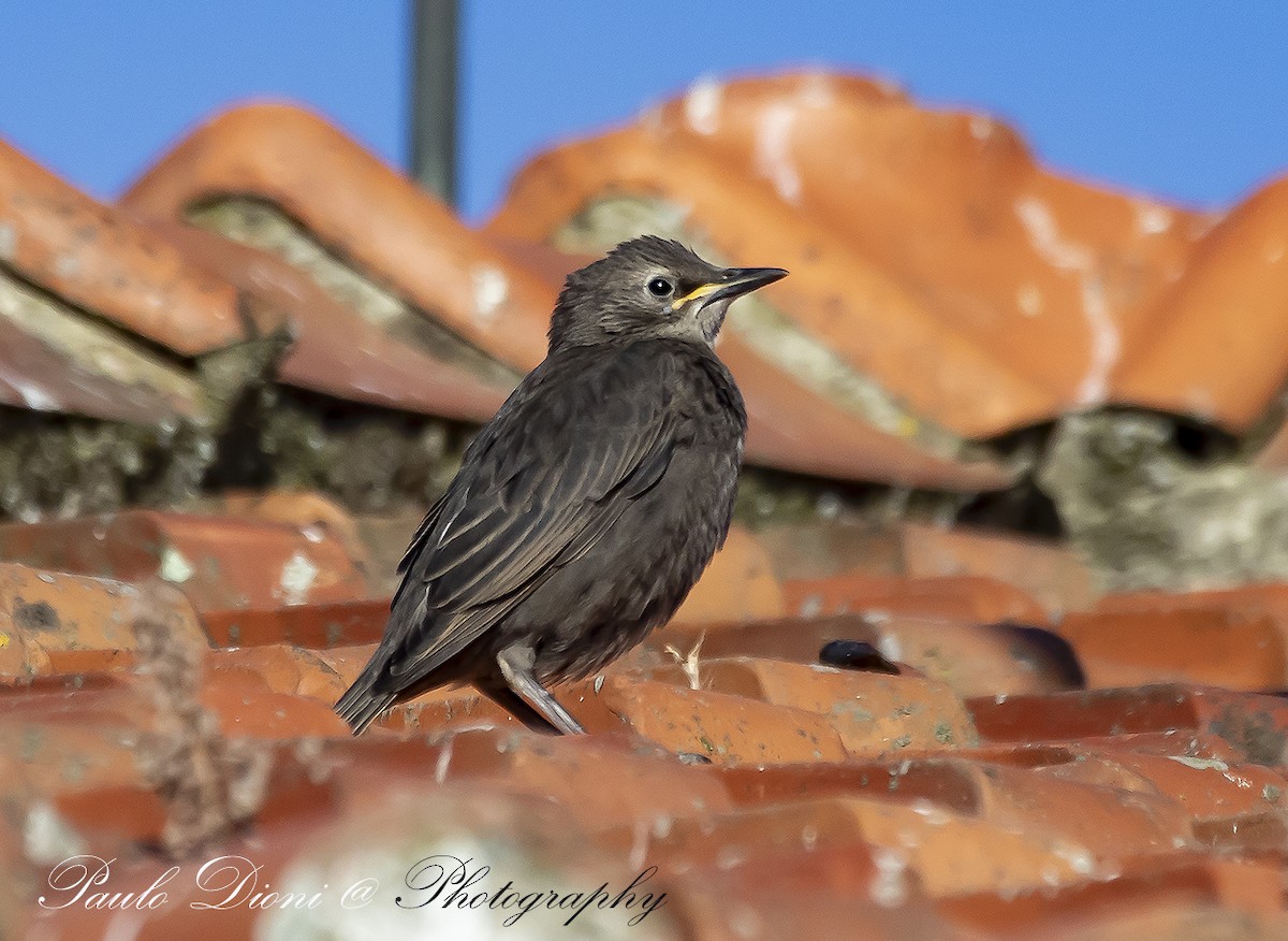 Spotless Starling - ML620491099