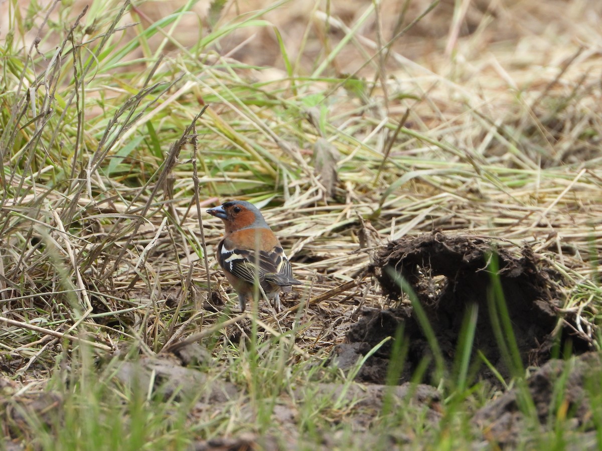 Common Chaffinch - ML620491100