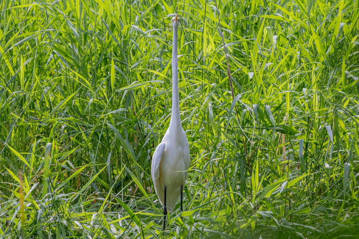 Great Egret - Ray Mielke