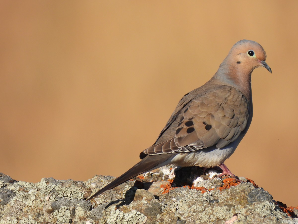 Mourning Dove - ML620491118