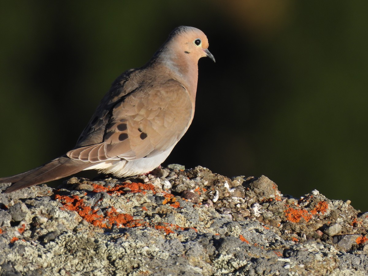 Mourning Dove - ML620491122