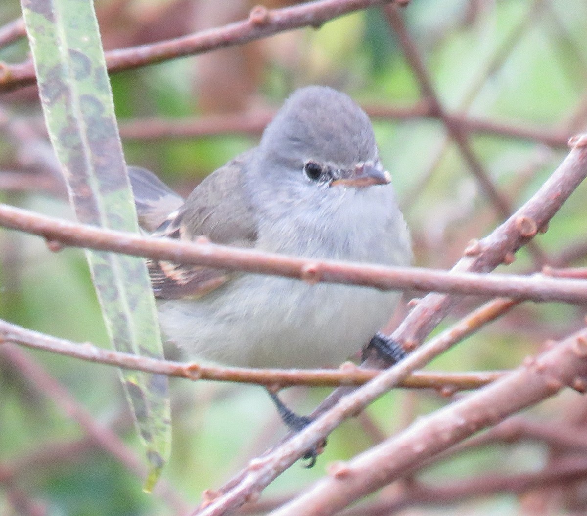 Euler's Flycatcher - ML620491123