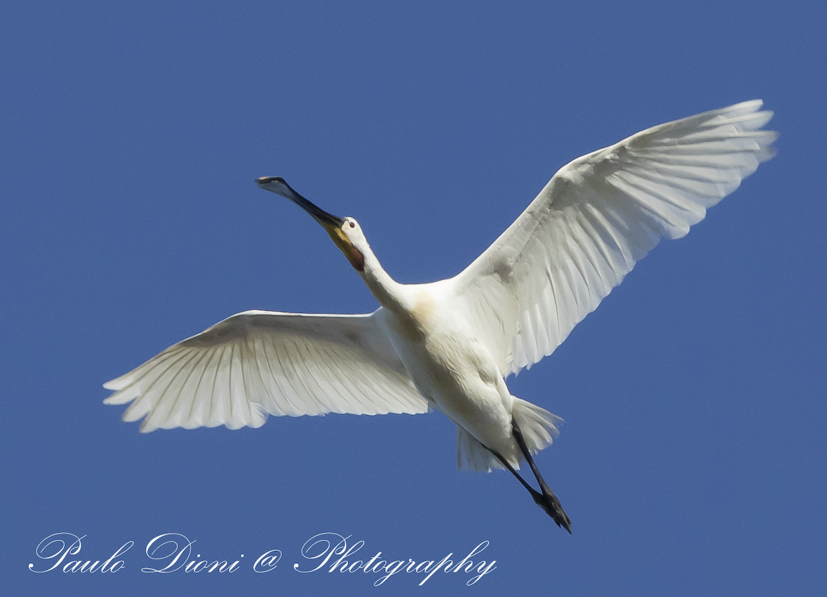 Eurasian Spoonbill - ML620491124