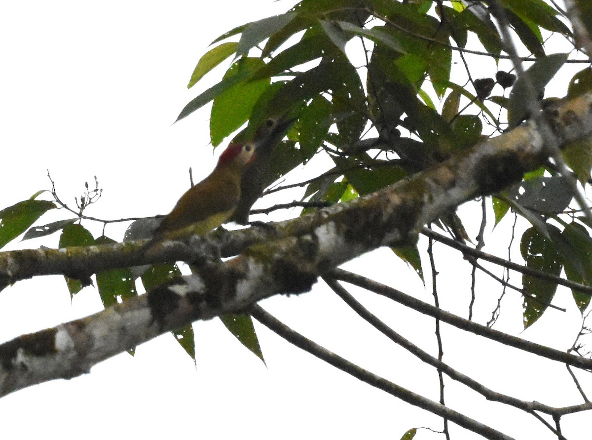 Golden-olive Woodpecker - ML620491142