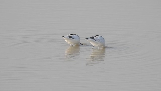 Avocette élégante - ML620491145