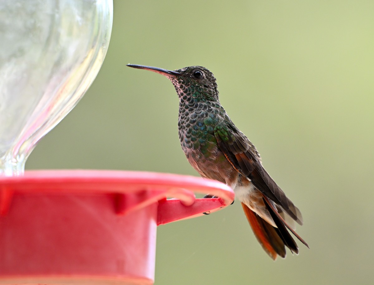 Berylline Hummingbird - ML620491149