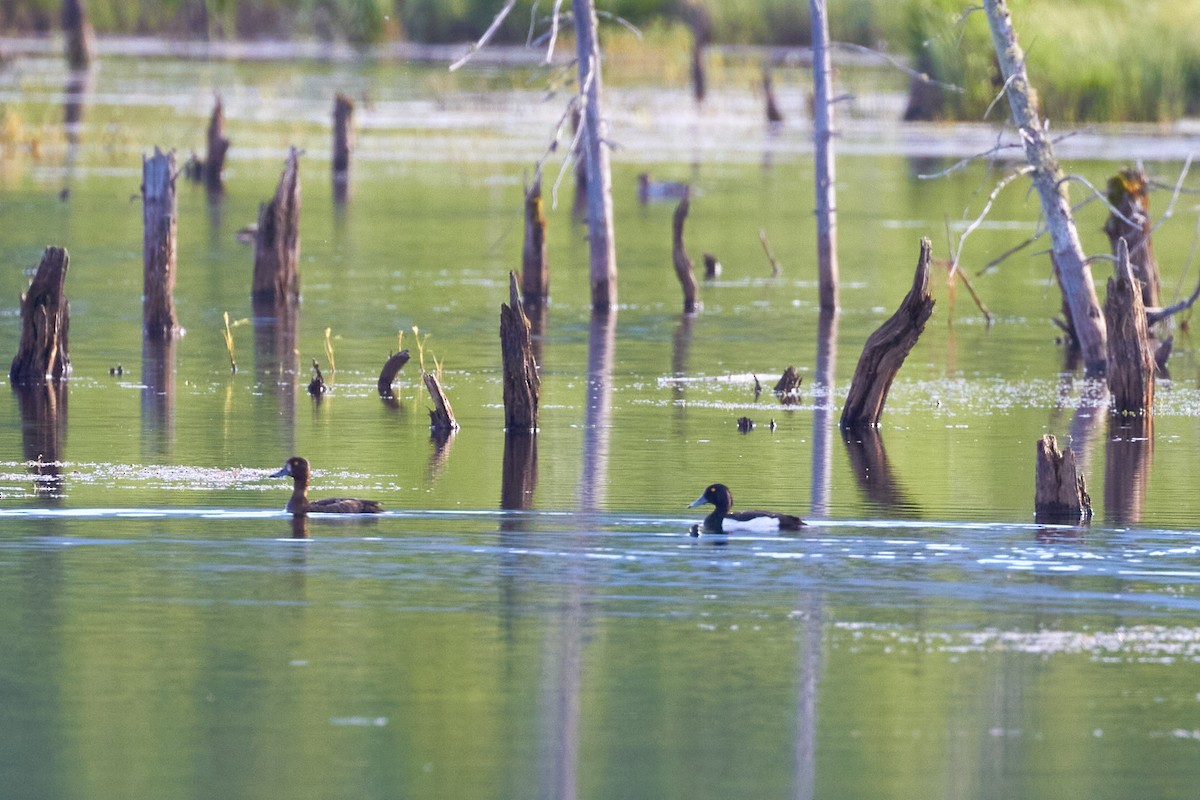 Tufted Duck - ML620491151