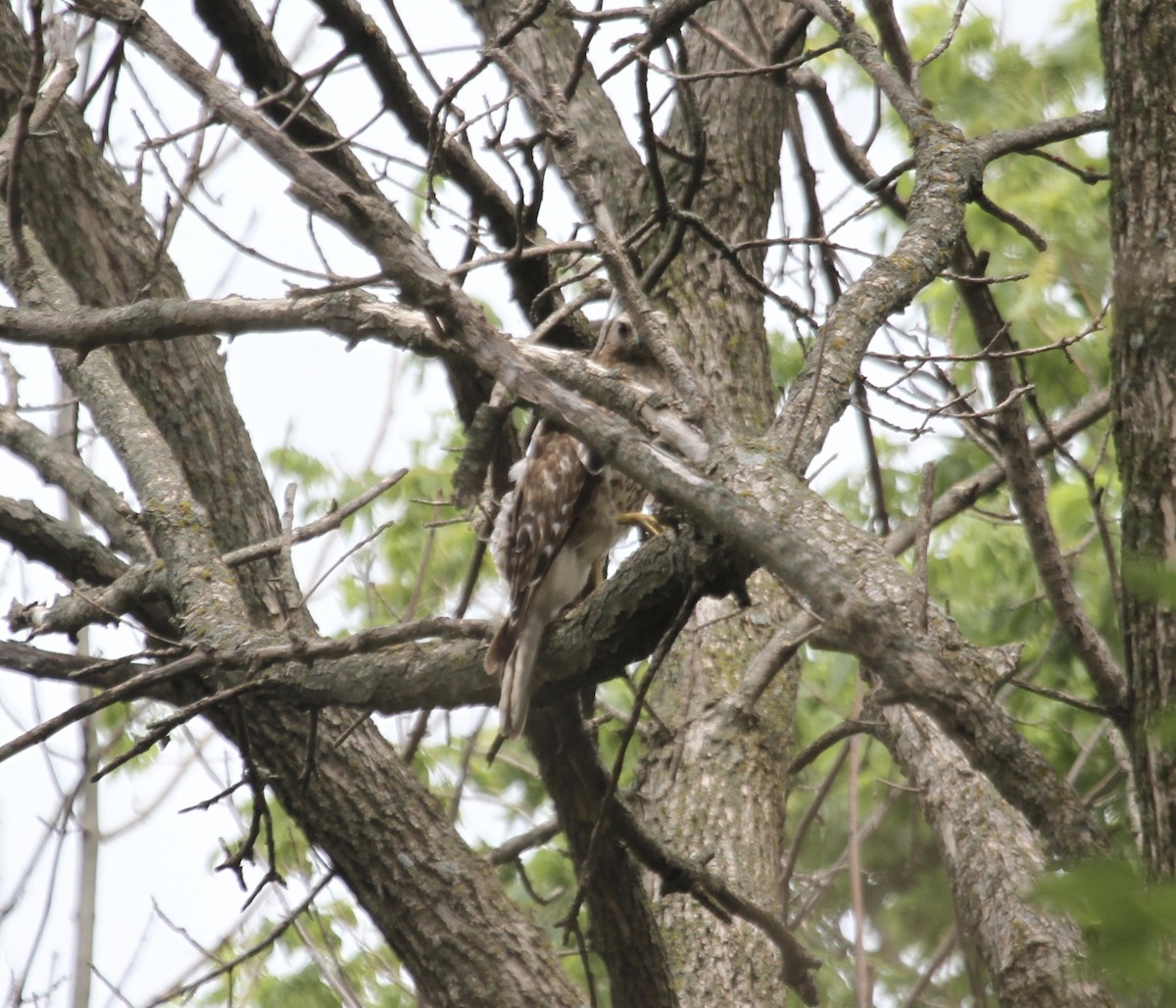 Red-shouldered Hawk (lineatus Group) - ML620491154