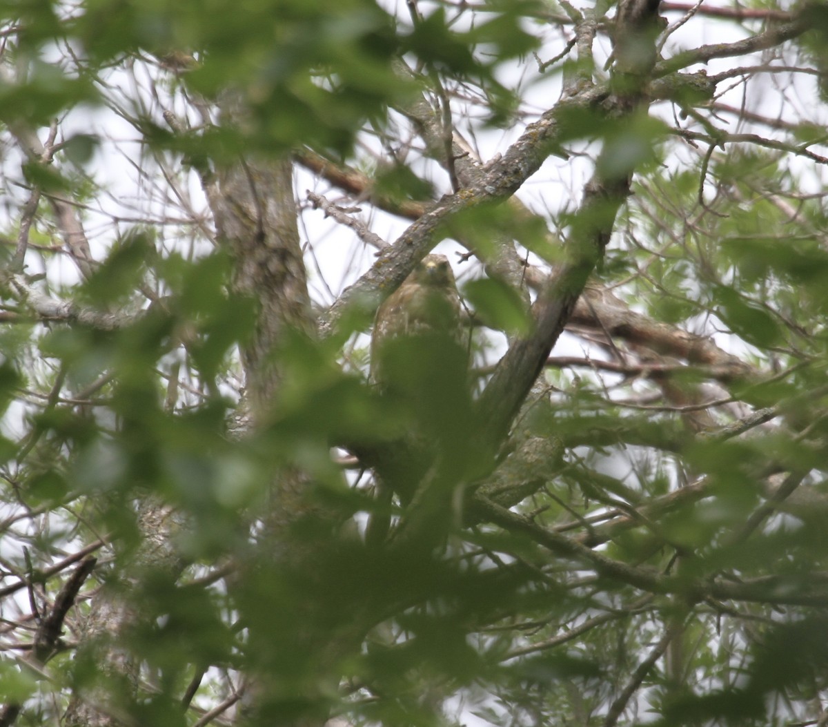 Red-shouldered Hawk (lineatus Group) - ML620491155