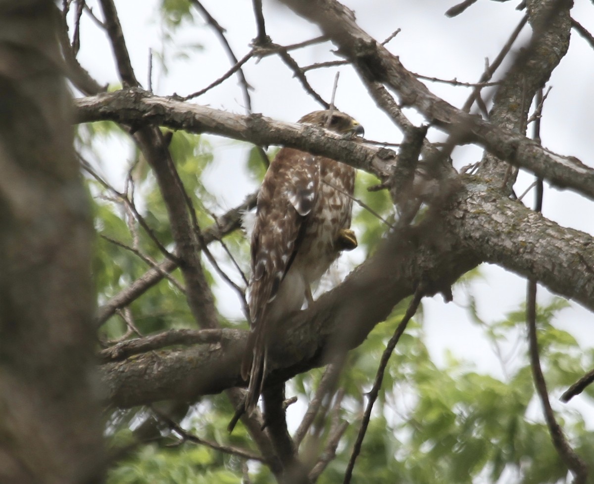 Red-shouldered Hawk (lineatus Group) - ML620491156