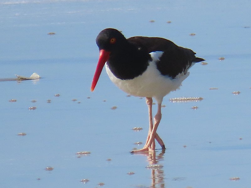 American Oystercatcher - ML620491158