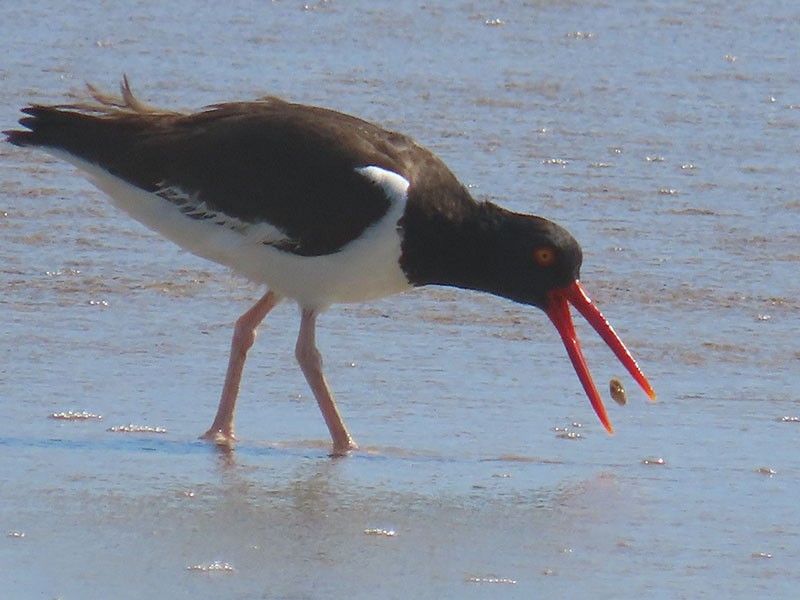 American Oystercatcher - ML620491160