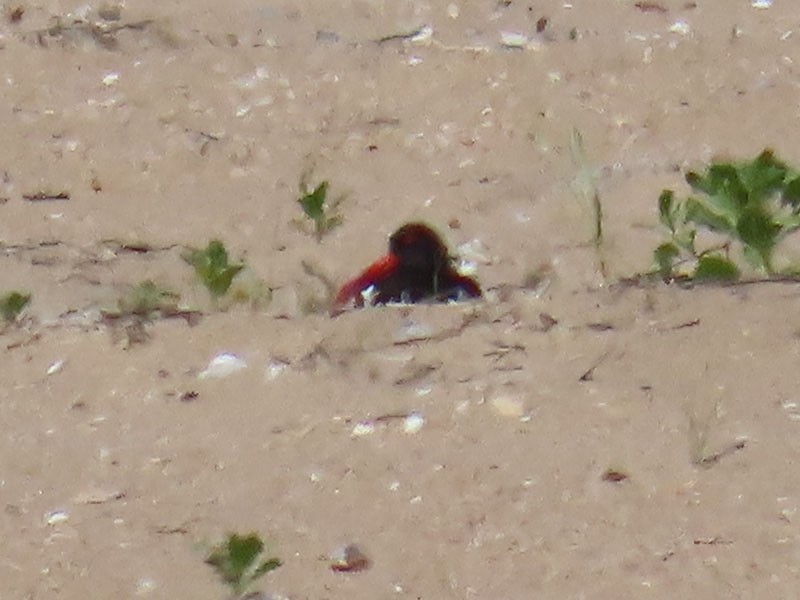 American Oystercatcher - ML620491161