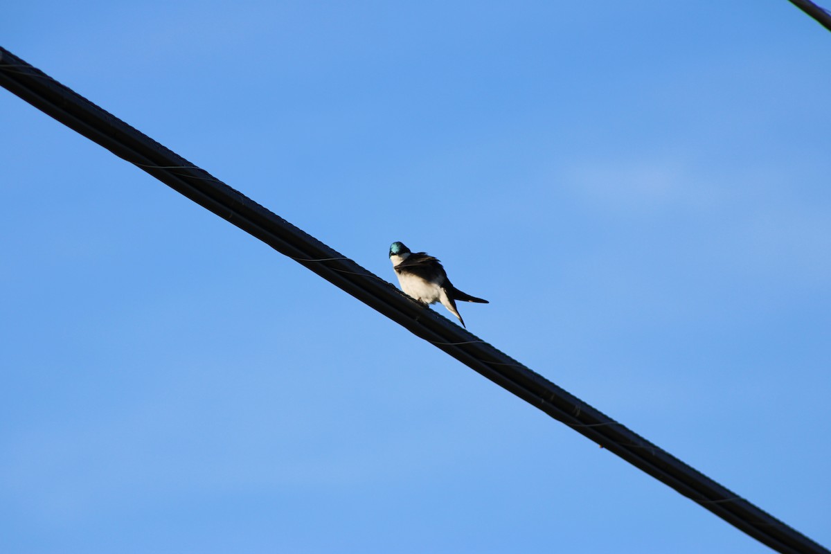 Golondrina Bicolor - ML620491164