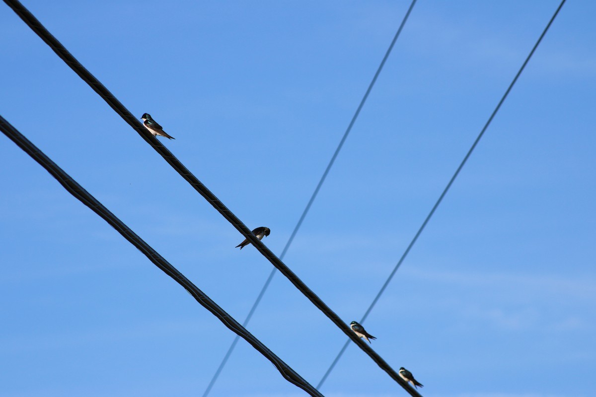 Tree Swallow - ML620491166