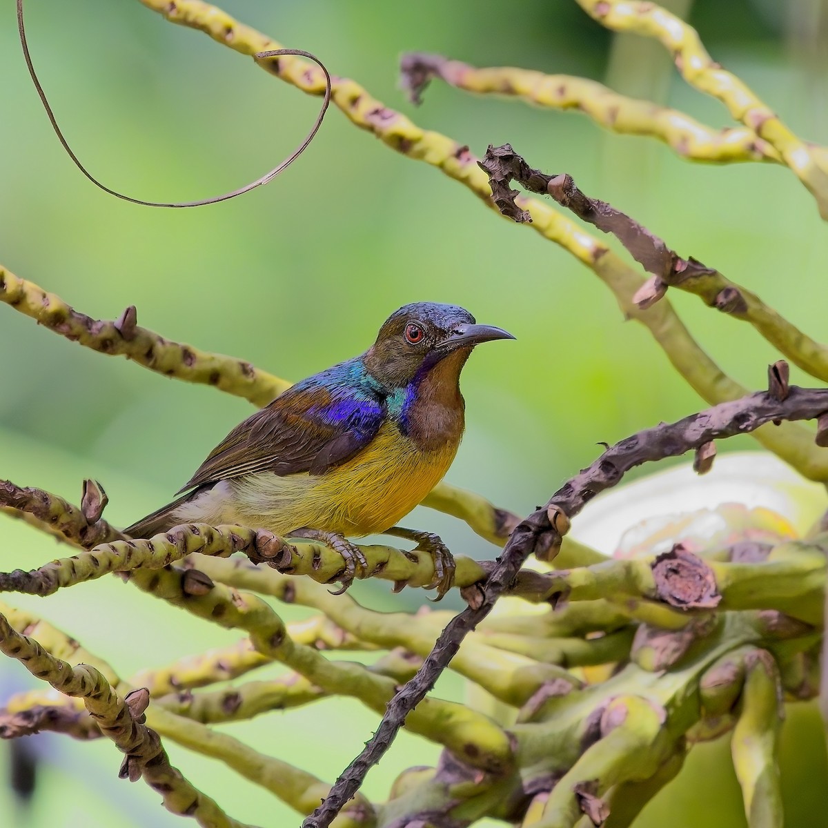 Brown-throated Sunbird - ML620491167