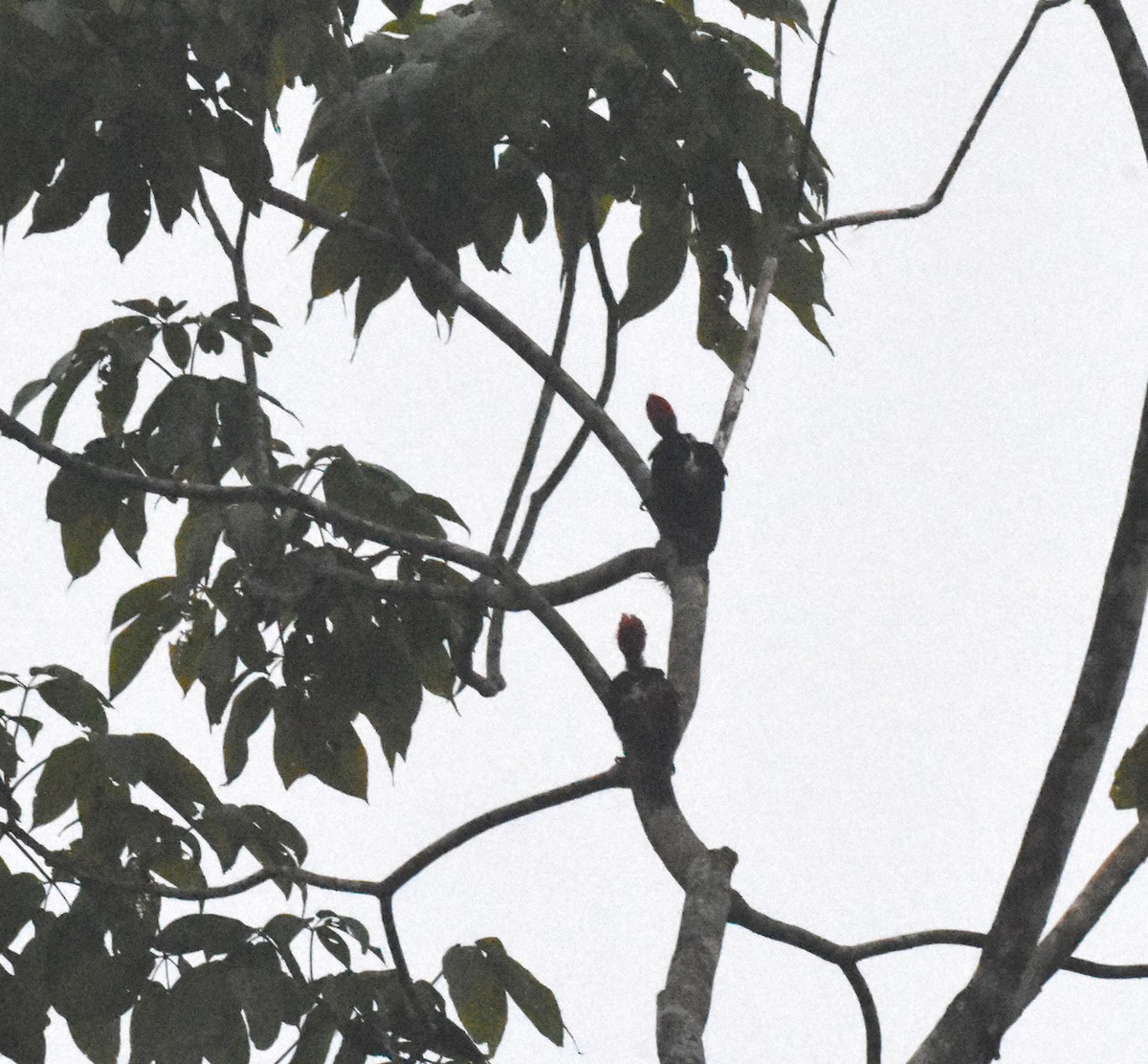 Guayaquil Woodpecker - ML620491168