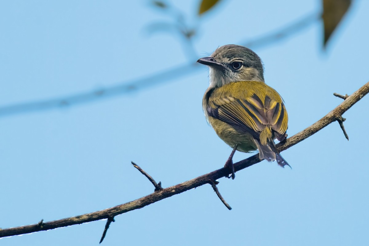 Yellow-olive Flatbill - ML620491170