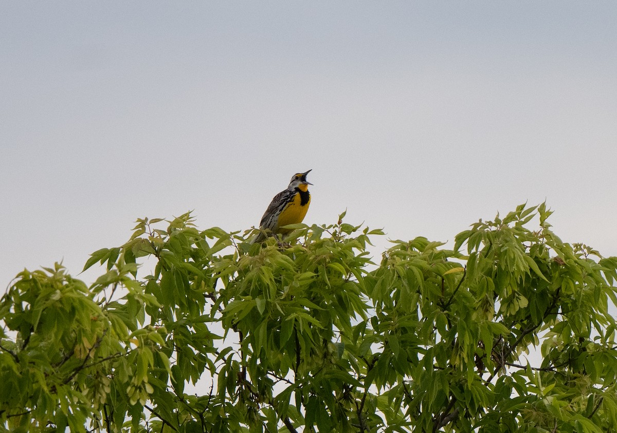 Eastern Meadowlark - ML620491172