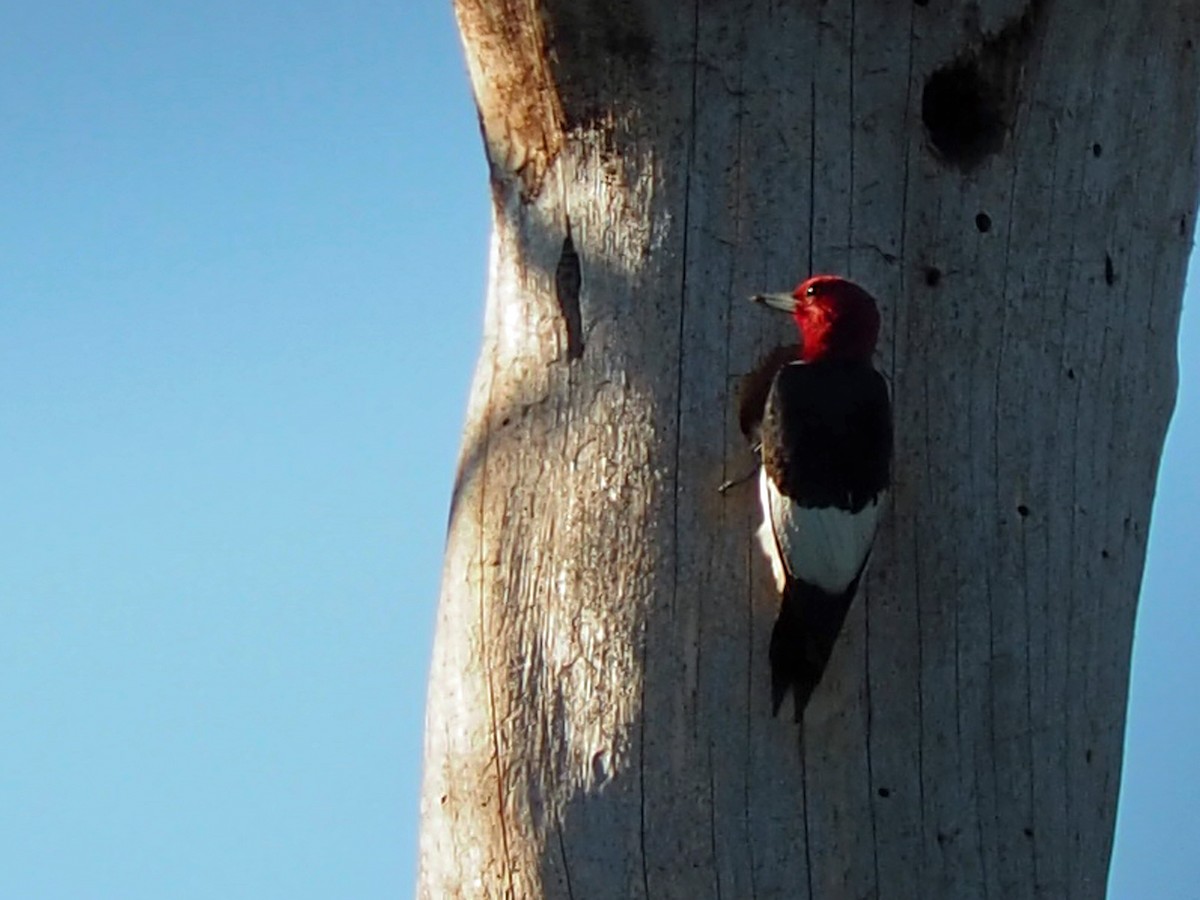 Red-headed Woodpecker - ML620491176