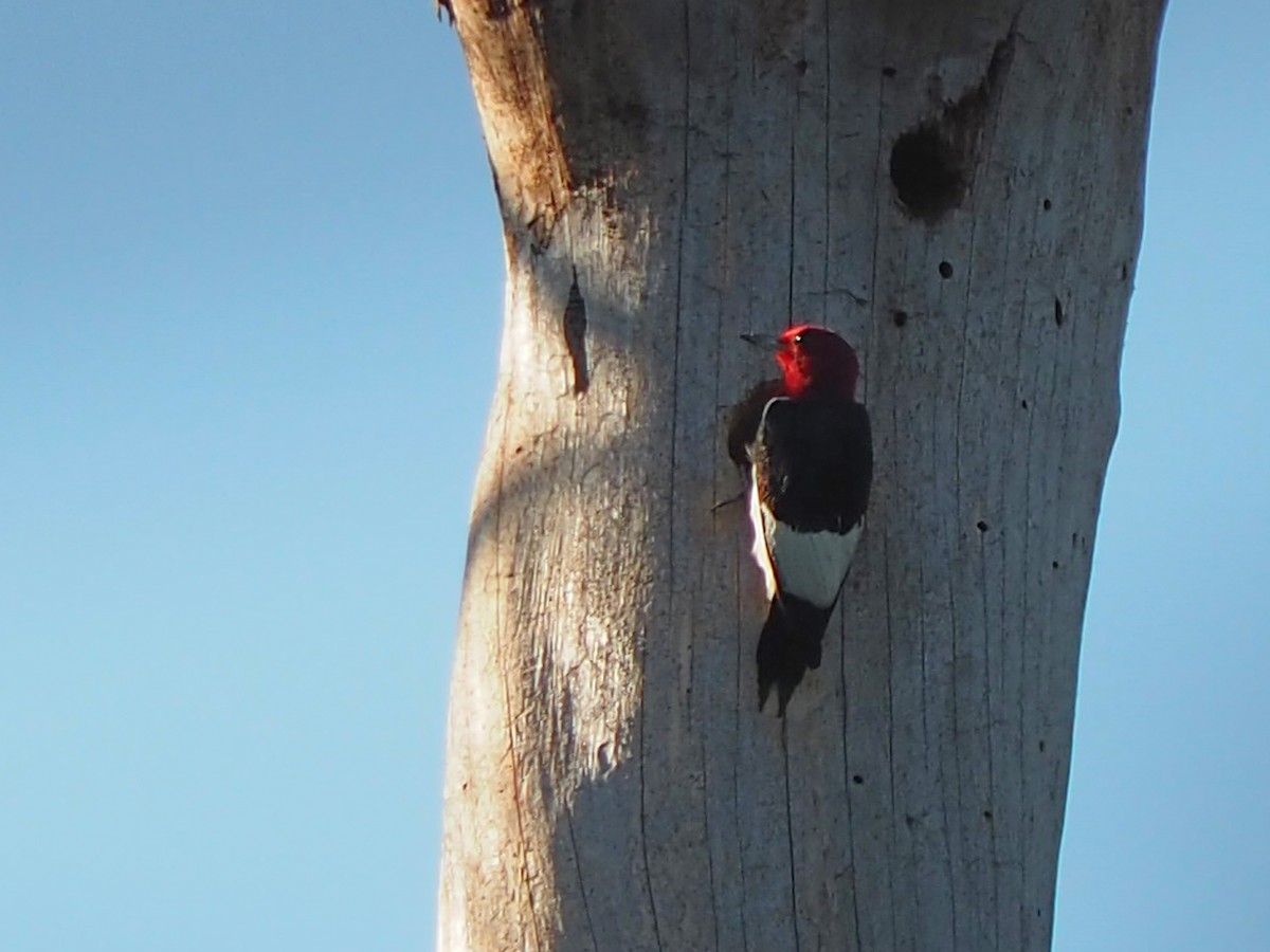 Red-headed Woodpecker - ML620491178