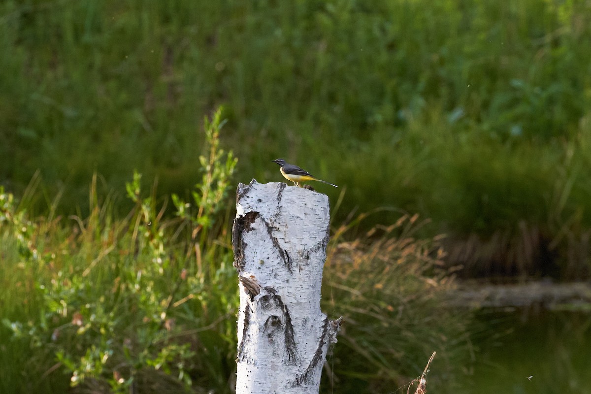 Gray Wagtail - Ruslan Akhmedov