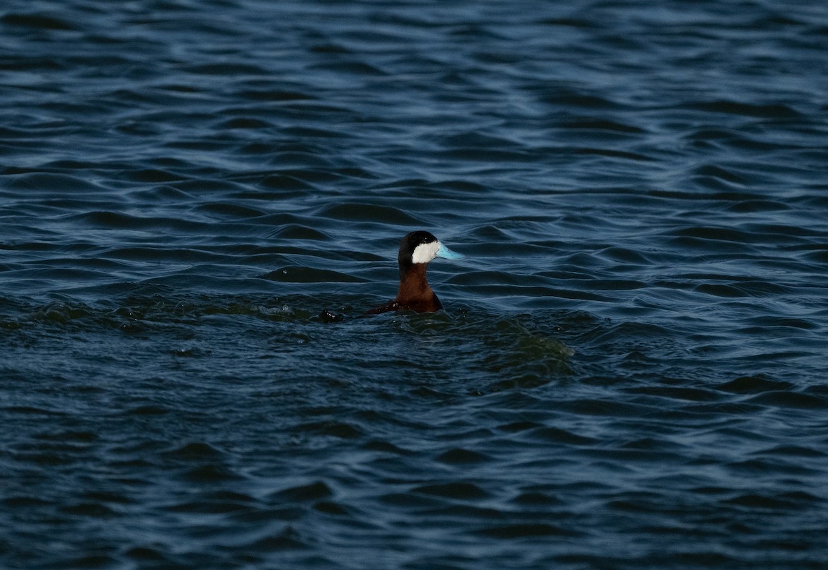 Érismature rousse - ML620491181