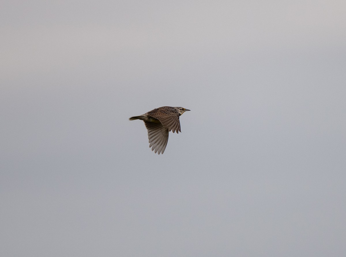 Eastern Meadowlark - ML620491182