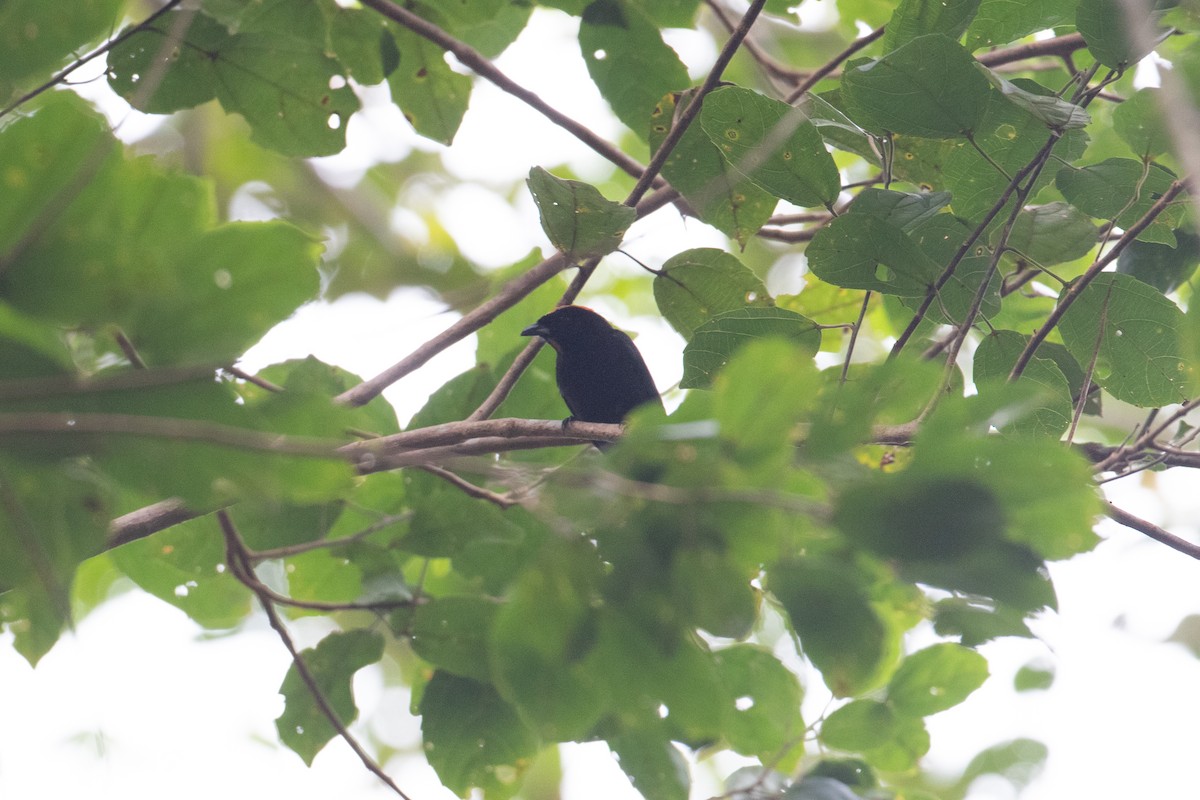 Flame-crested Tanager - ML620491187