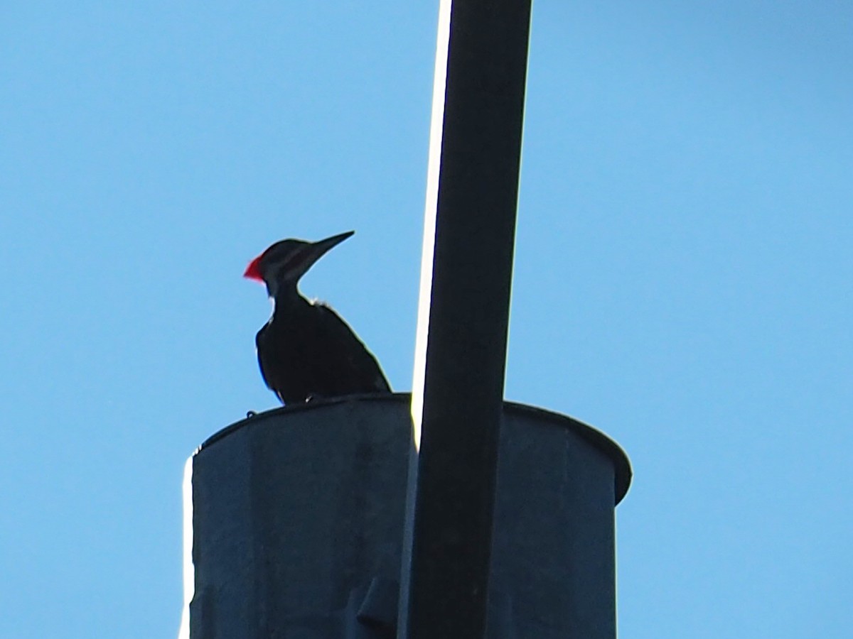 Pileated Woodpecker - ML620491188