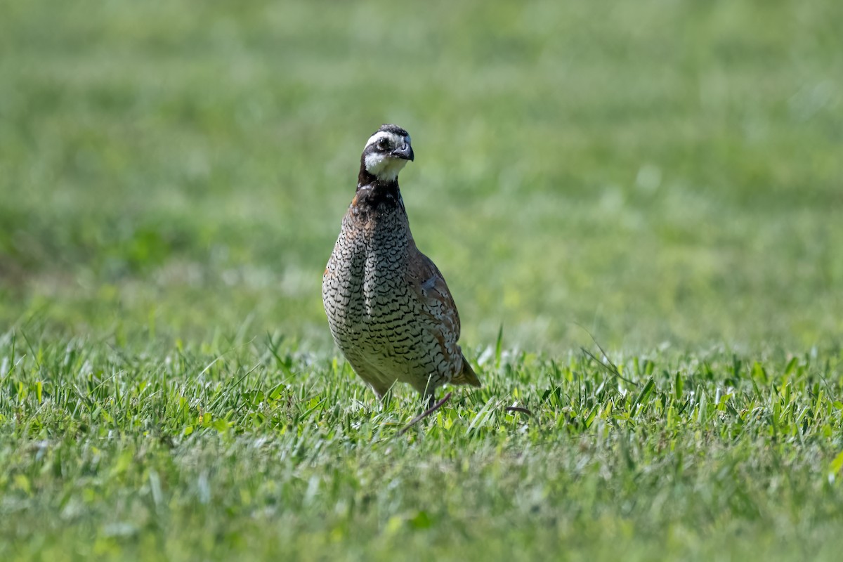 Northern Bobwhite - ML620491189