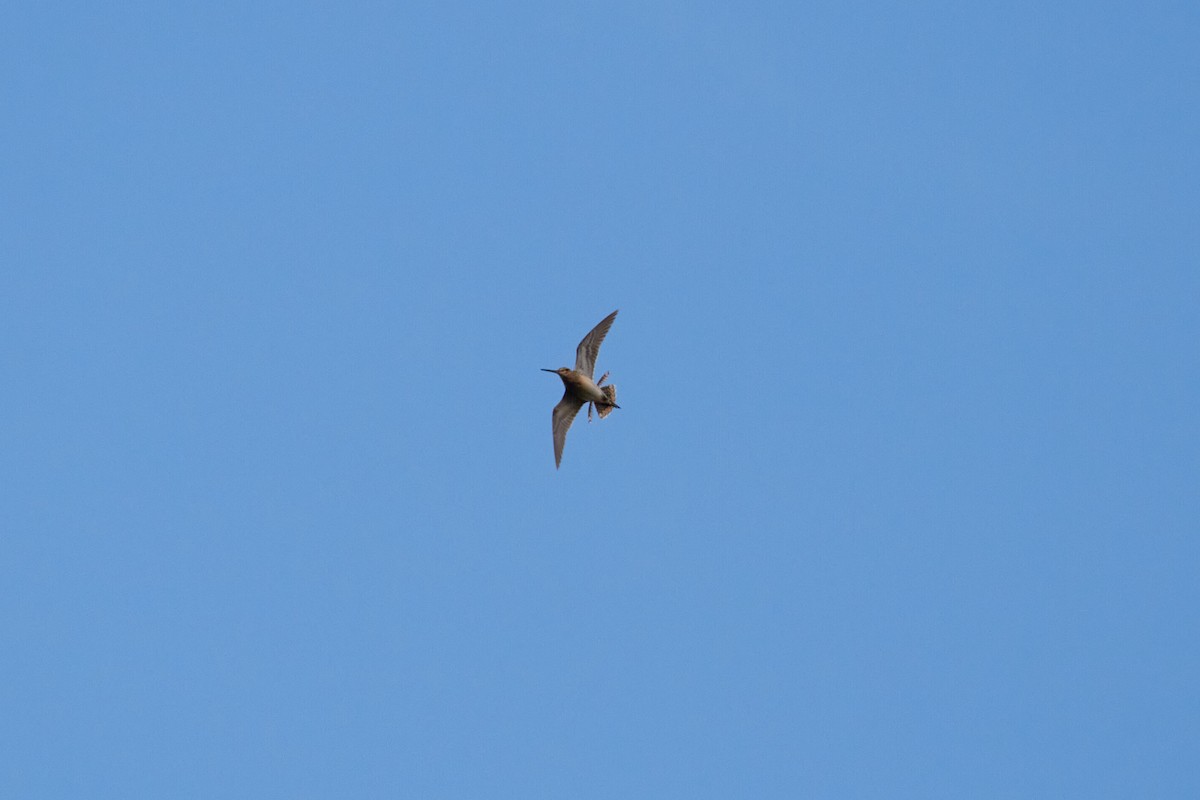 Pin-tailed Snipe - ML620491192