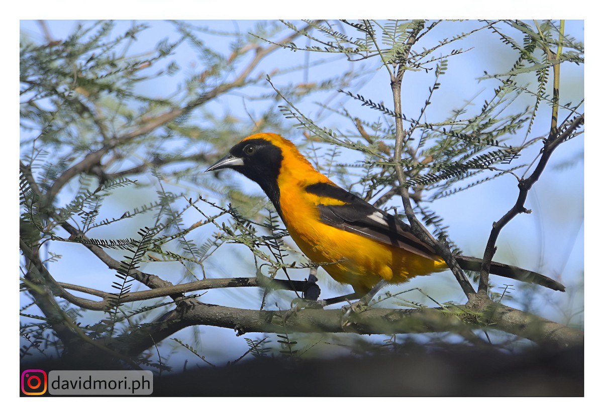 Orange-backed Troupial - ML620491194