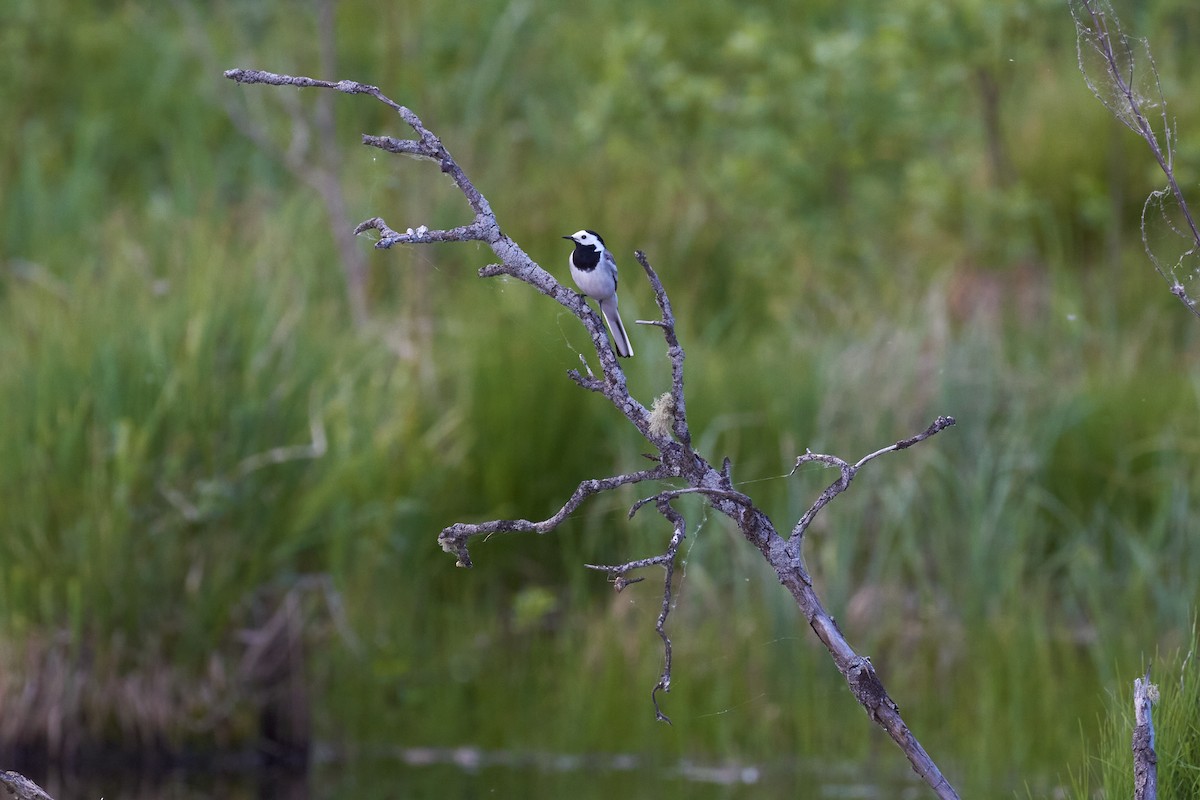 White Wagtail - ML620491195