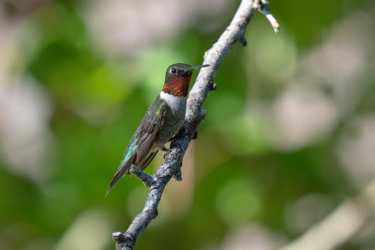 Ruby-throated Hummingbird - ML620491200